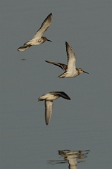 David Plant Photography - Wildlife Photography - Dunlin - F